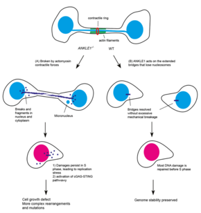 Images adapted from the Journal paper.