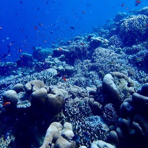 CoralTriangle