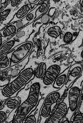 cellular imaging