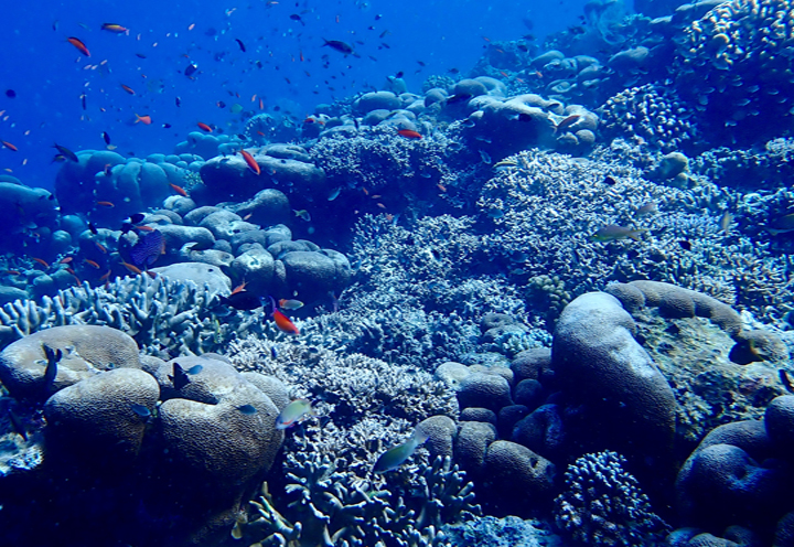The Coral Triangle's Lucky Past and Uncertain Future