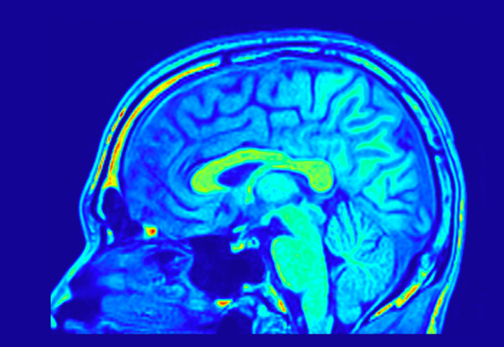 The Brain’s Secret to Weight Control and Bone Strength