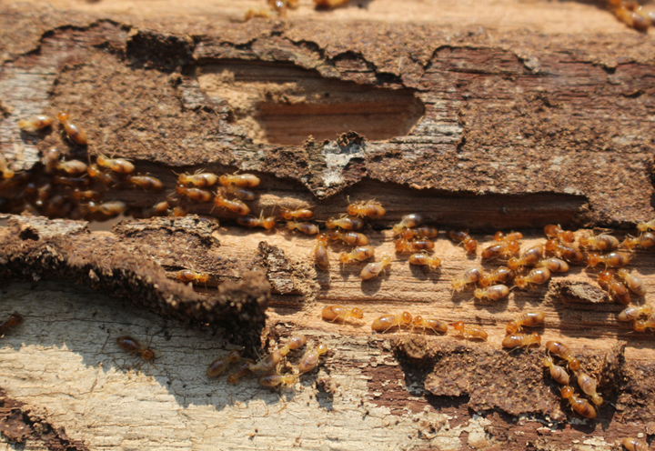 How Termites Help Keep Forests Alive and Thriving