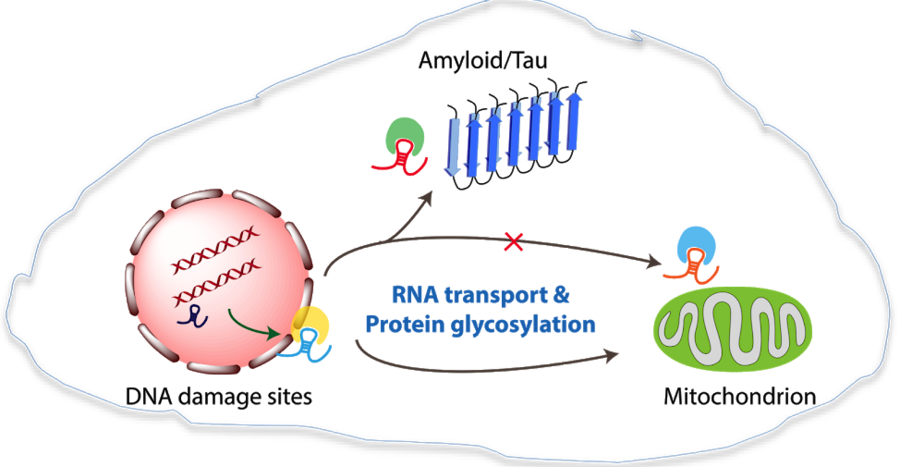 RNA transport and Protein glycosylation