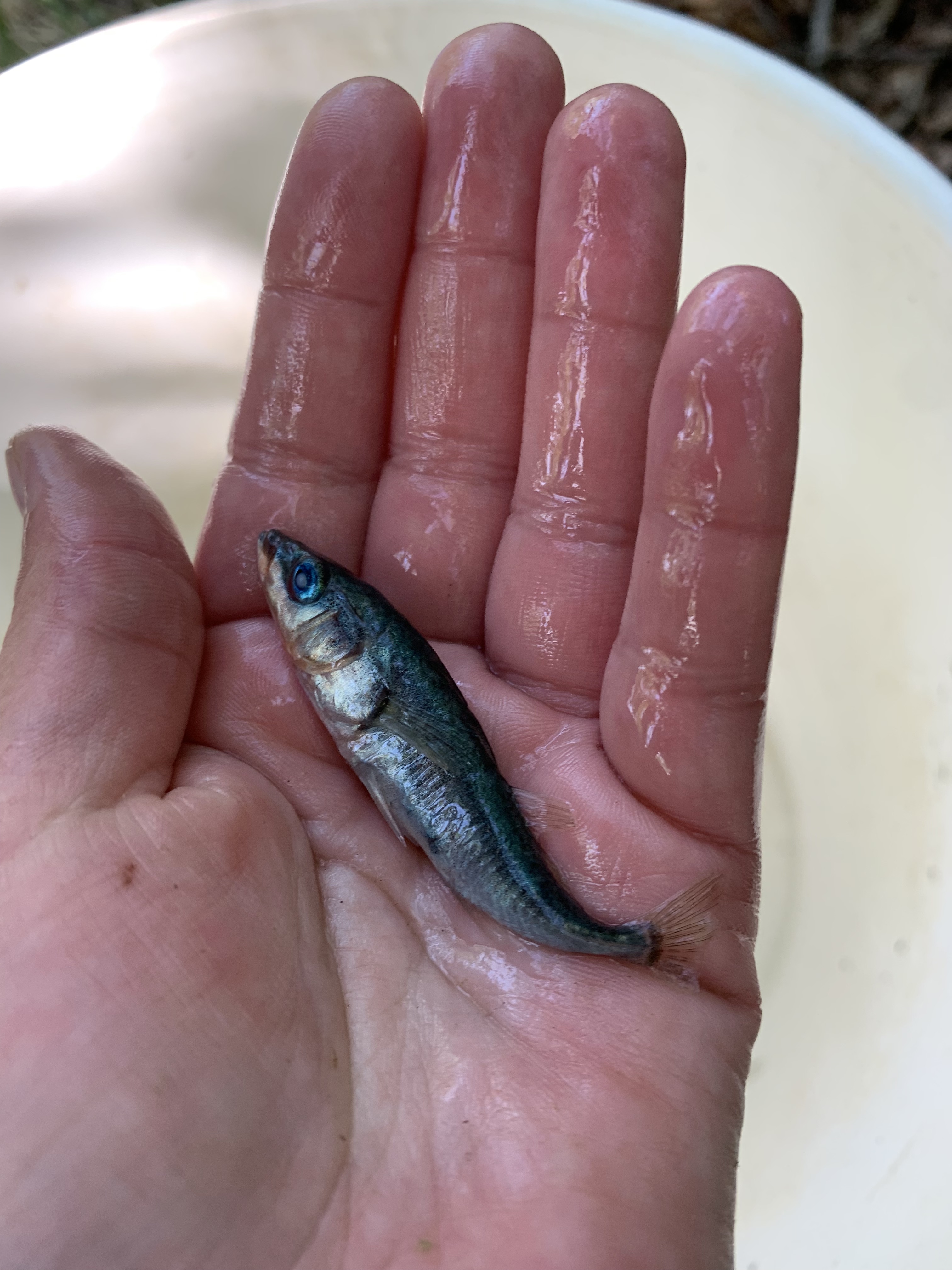 Marine Stickleback