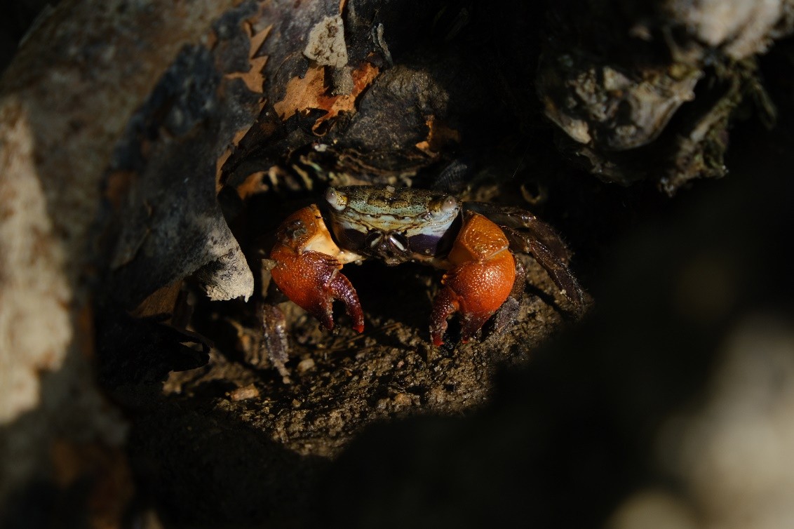 Crab