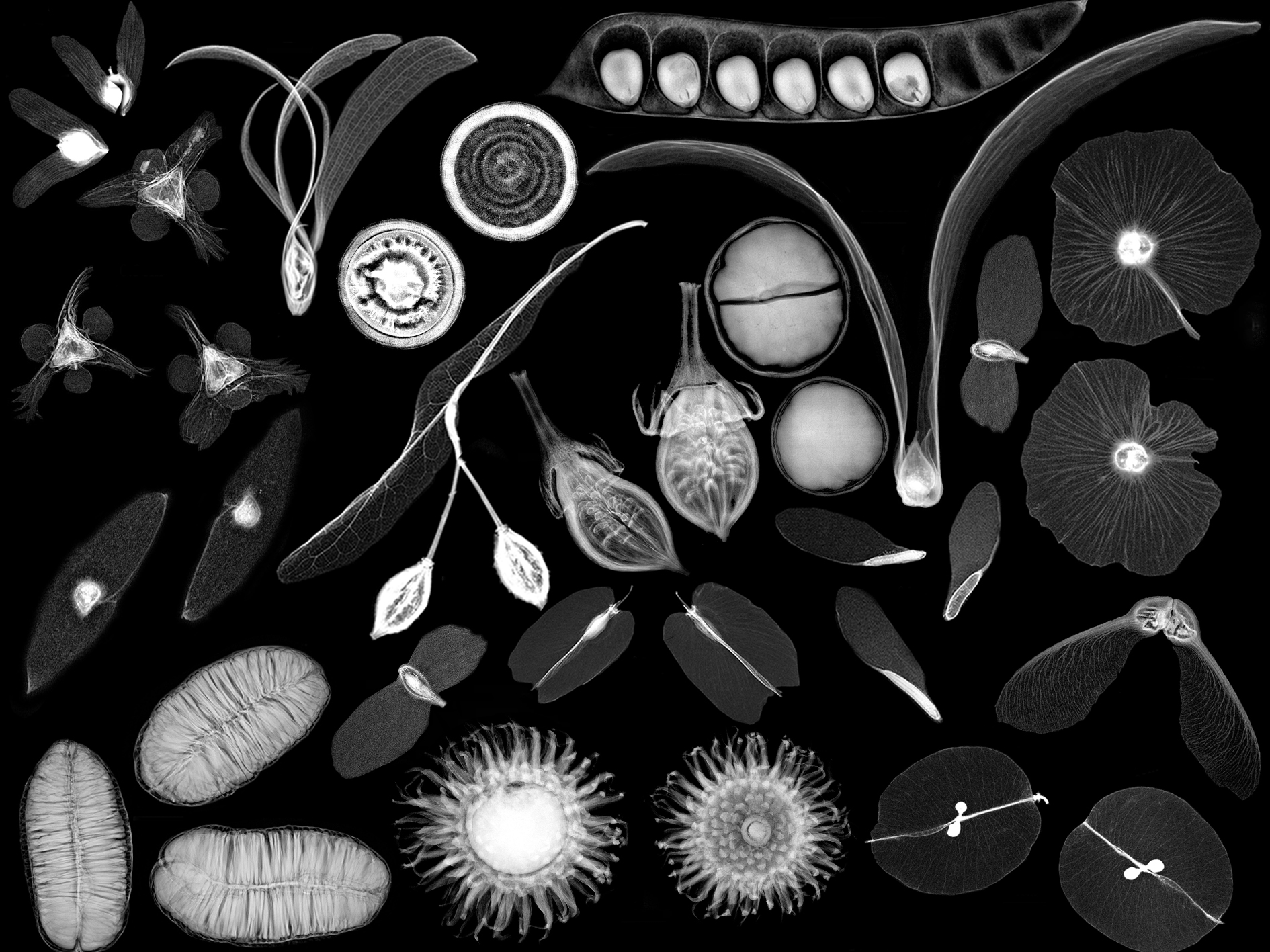 seed-xray