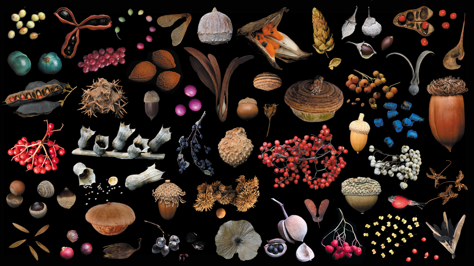 seed